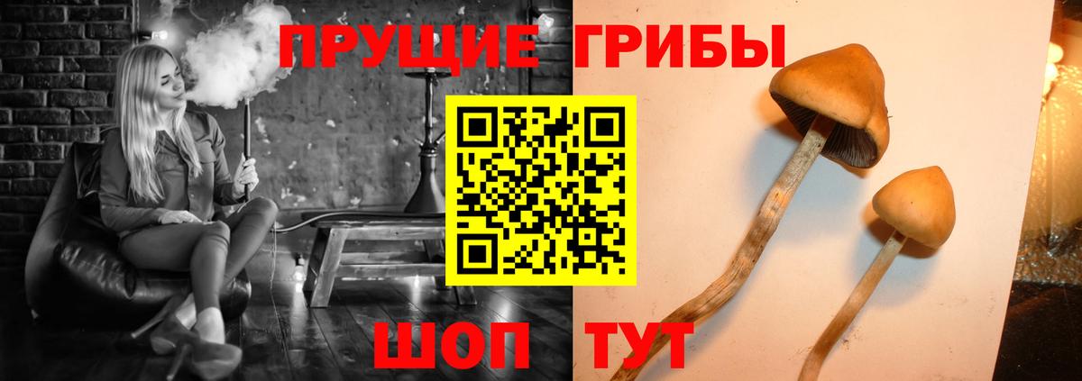 Псилоцибиновые грибы Psilocybine cubensis Альметьевск